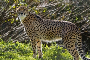 猎豹 大猫 捕食者 动物 草 阳光 4k壁纸 3840x2160