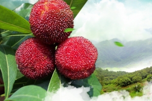 水果清新白色banner
