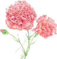 粉色唯美康乃馨花朵节日