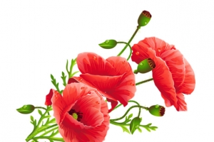 玫瑰花