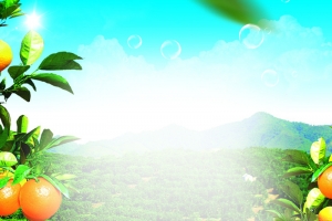 草地风景水果橙子PSD分层主图背景素材