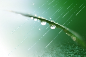 清新春雨绿叶雨珠背景素材