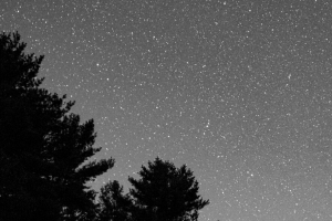 星空 灌木 黑白 星星 4k壁纸 3840x2160