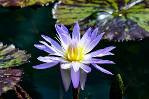 蓝莲花 莲花 花 池塘 花瓣 4k壁纸 3840x2160