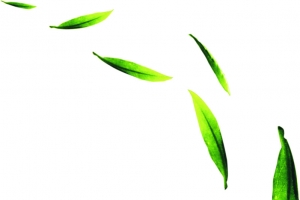 绿色清新茶叶露珠