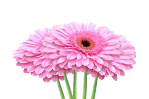 粉红色菊花