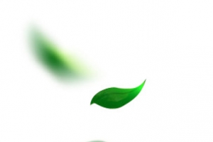 树叶