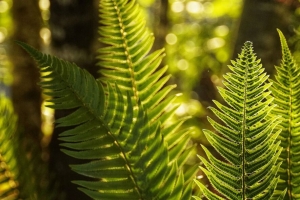 蕨类植物 树叶 阳光 宏观 4k壁纸 3840x2160