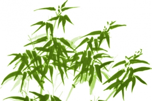 绿色的竹子