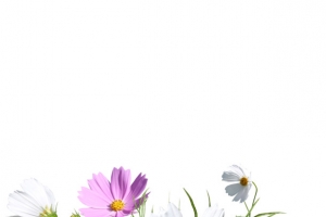 格桑花
