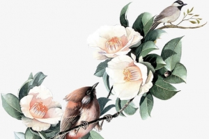 杜鹃花PNG图片
