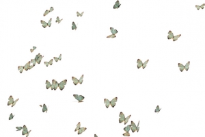 蝴蝶高清PNG透明漂浮元素设计素材免费下载