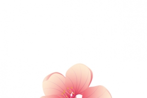 梅花盛开