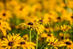  rudbeckia 花 花瓣 模糊 4k壁纸 3840x2160
