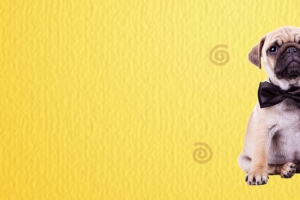 宠物卡通黄色banner