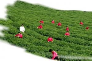 茶叶，采茶