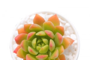 植物 马库斯多肉 观音莲