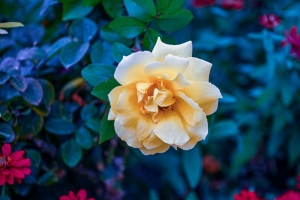 花 玫瑰 花瓣 黄色 4k壁纸 3840x2160
