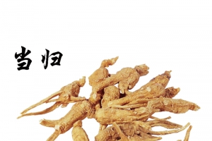 中药当归
