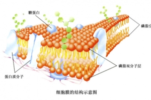 细胞膜结构