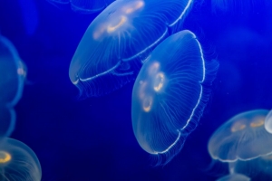  aurelia aurita 水母 野生动物 水下世界 深色 4k壁纸 3840x2160