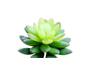 绿色多肉植物
