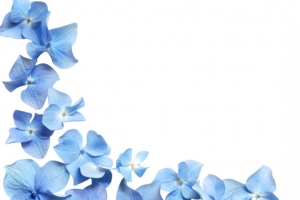 高清蓝色花朵花瓣