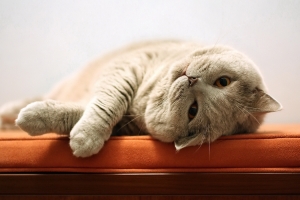 胖猫 可爱姿势 图片