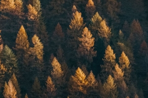 森林 鸟瞰图 树木 针叶 树梢 4k壁纸 3840x2160
