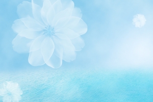 白色花瓣梦幻蓝色banner背景