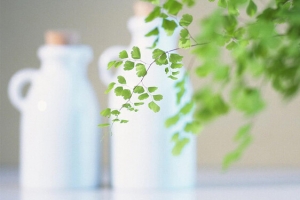 小清新桌面绿植牛奶瓶淘宝背景