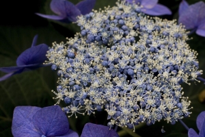 绣球花 花 紫色 植物 宏观 4k壁纸 3840x2160