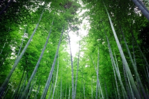 竹林效果