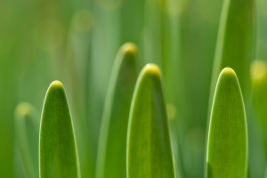 草 植物 宏 绿色 4k壁纸 3840x2160