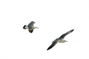 摄影飞翔的海鸥