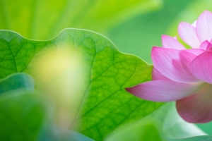 粉色荷花3440x1440带鱼屏壁纸