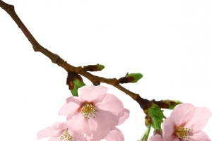 浪漫粉色樱花美景