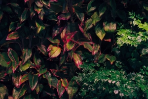 灌木 植物 树叶 绿色 4k壁纸 3840x2160