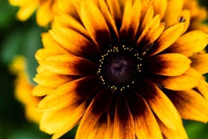  rudbeckia 花 花瓣 模糊 4k壁纸 3840x2160