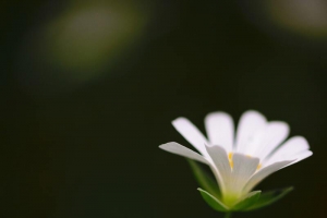 高清白色小花