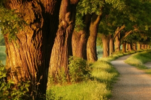 公园小路花草树木风景摄影图片