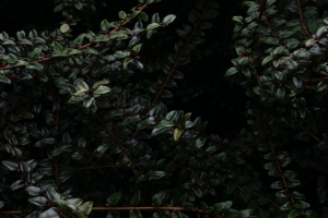 树枝 树叶 潮湿 黑暗 黑暗 4k壁纸 3840x2160