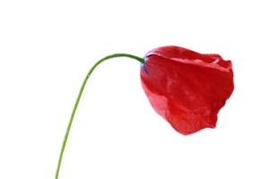 虞美人 红色玫瑰花 PNG