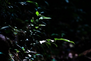 枝 叶 光 苔藓 4k壁纸 3840x2160