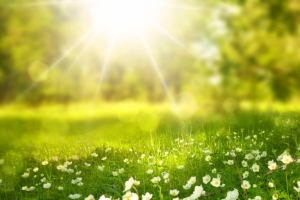 阳光树林草地鲜花3440x1440壁纸