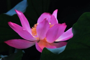 莲花 花 叶 花瓣 4k壁纸 3840x2160