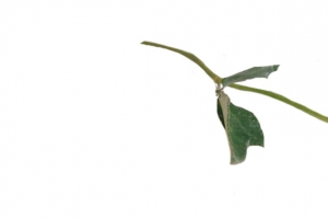 红色玫瑰花实物元素