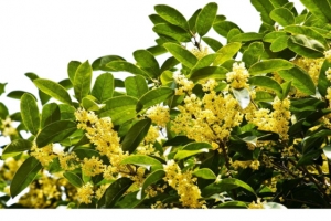 桂花高清PNG透明图片-植物装饰元素设计素材免费下载