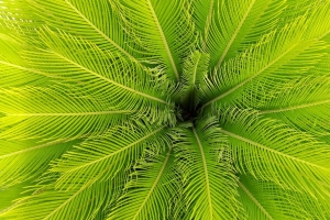 棕榈 树叶 植物 鸟瞰图 绿色 4k壁纸 3840x2160
