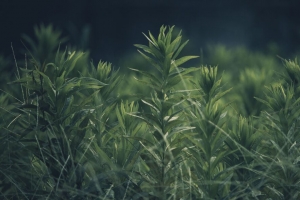草 植物 绿色 模糊 4k壁纸 3840x2160